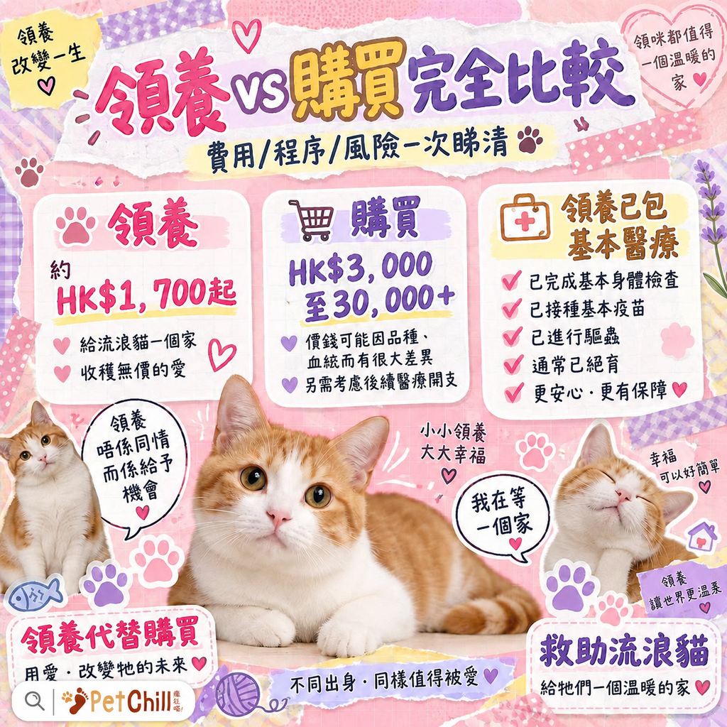 香港領養 vs 購買貓咪完全比較：費用、程序、風險