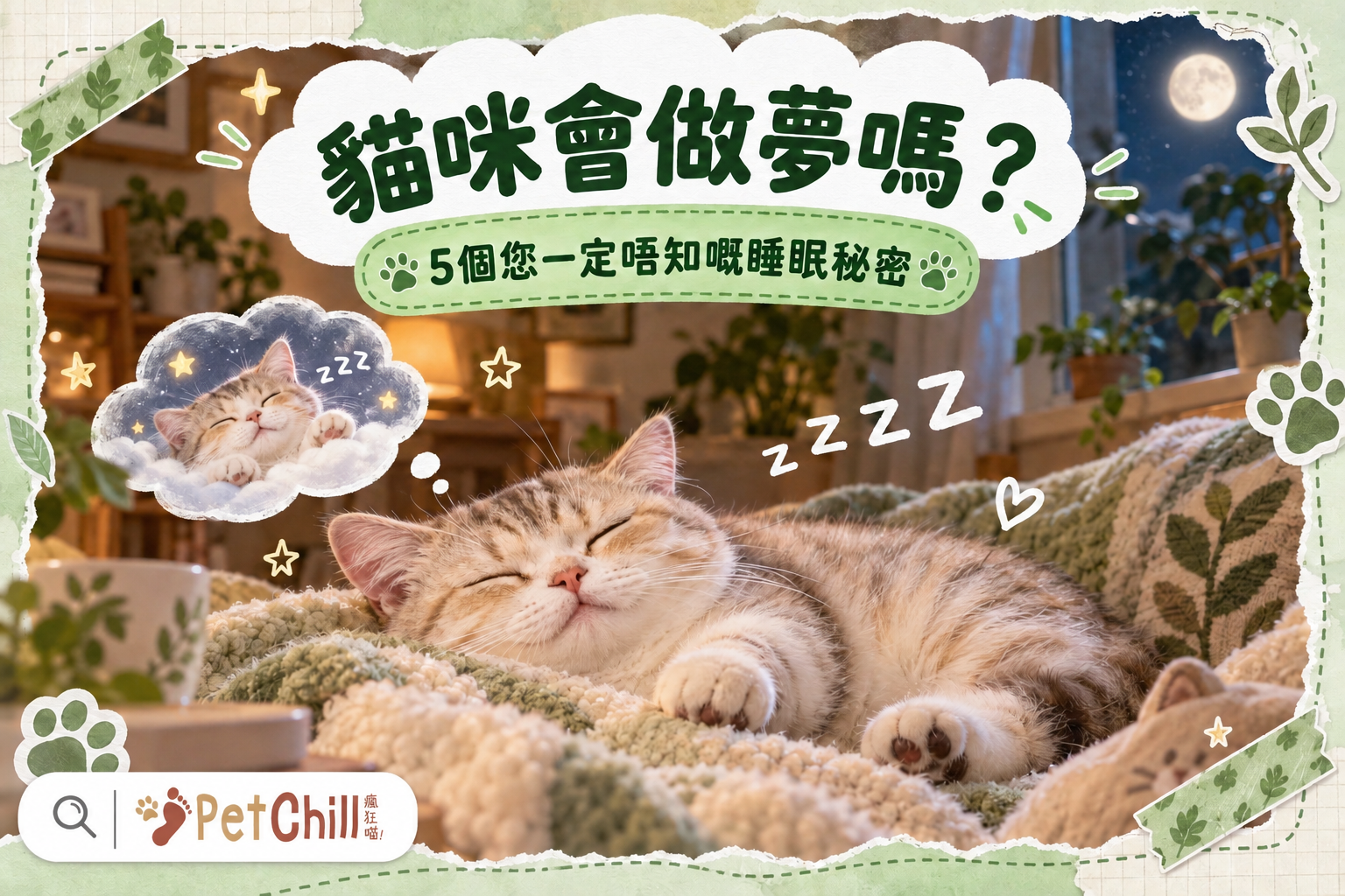 貓咪會做夢嗎？5個睡眠秘密＋REM睡眠真相
