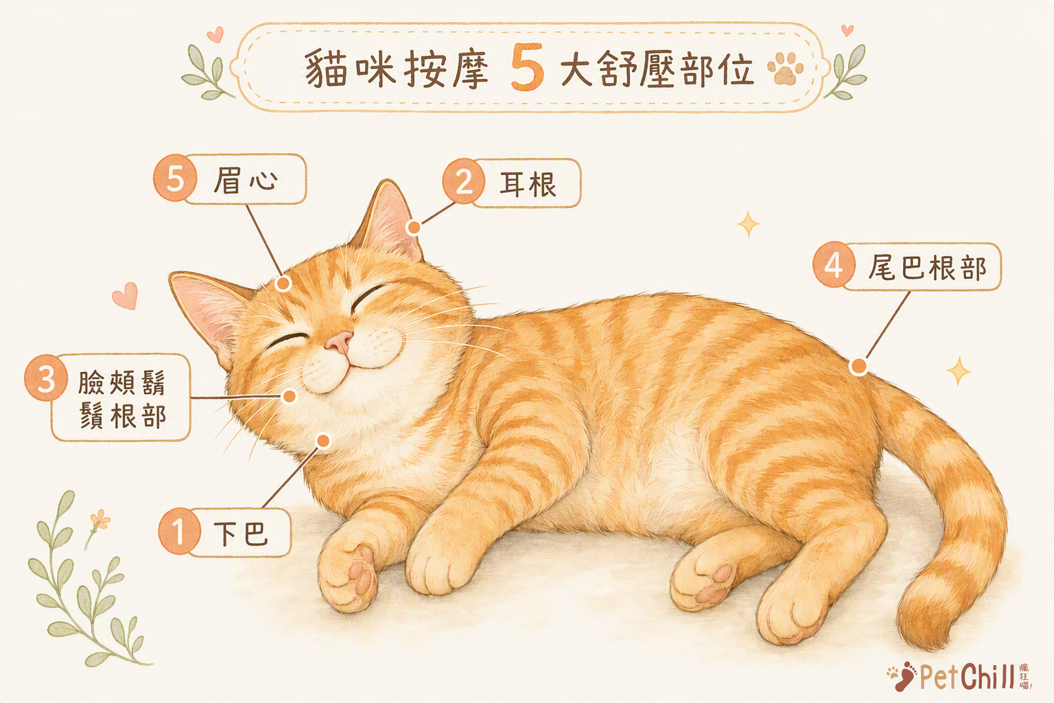 貓咪按摩部位示意圖:下巴、耳根、臉頰、尾巴根部、眉心