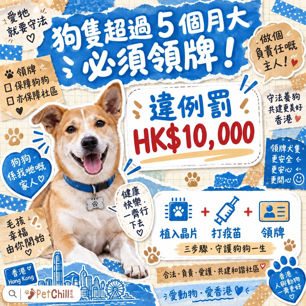 香港養貓法例懶人包｜漁護署領牌＋狂犬病條例＋進口檢疫一次睇清 配圖