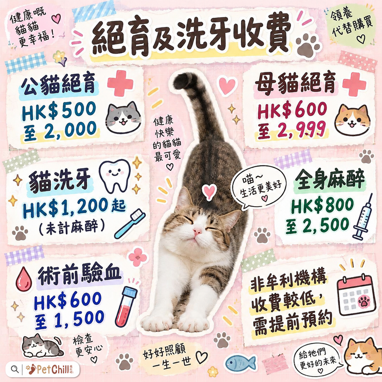香港獸醫收費行情總表 2026｜由貓癬到洗牙幾多錢？ 配圖